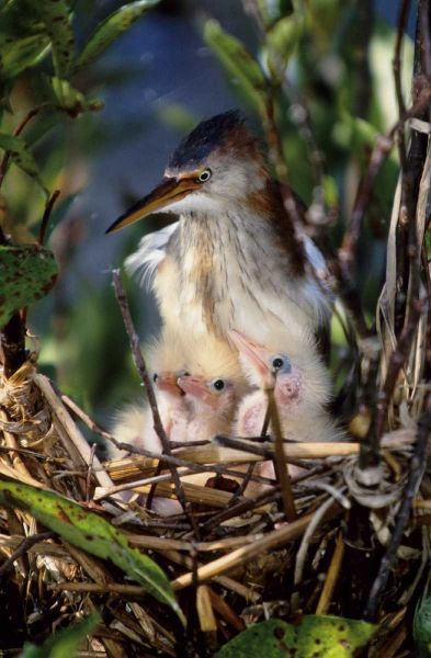 Florida Least bittern parent with chicks in nest